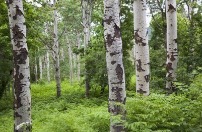 3411944-a-grove-of-quaking-aspens-tree-trunks-close-up-among-dense-plant-growth